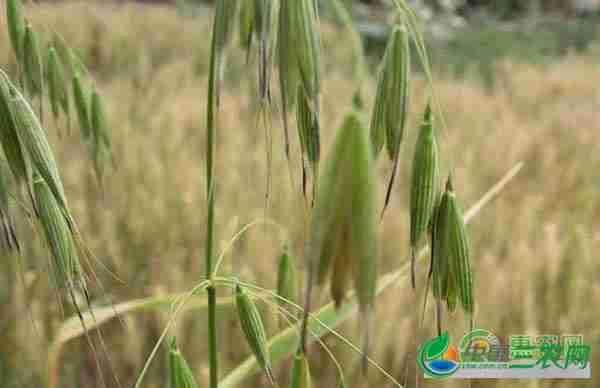 燕麦怎么种植的(燕麦怎么种植技术)